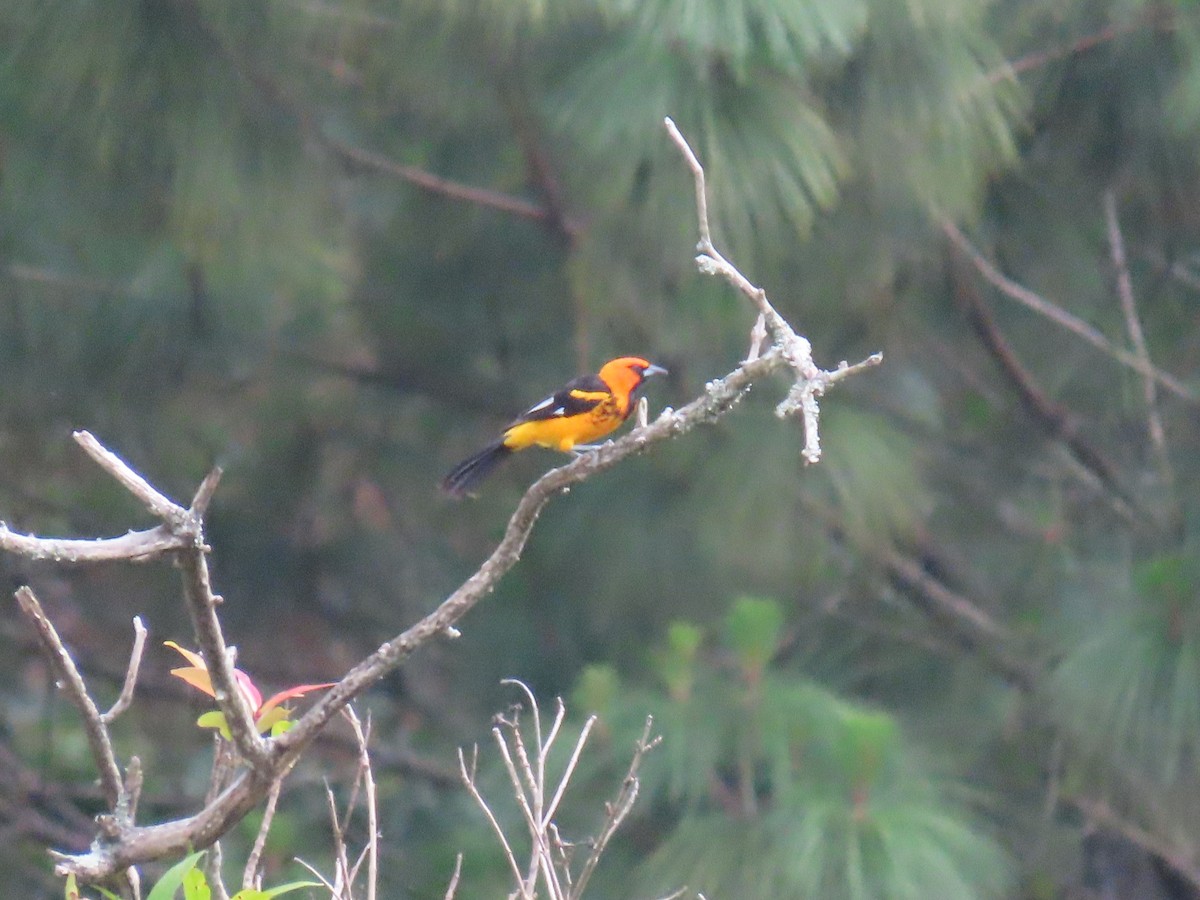 Spot-breasted Oriole - ML622057399