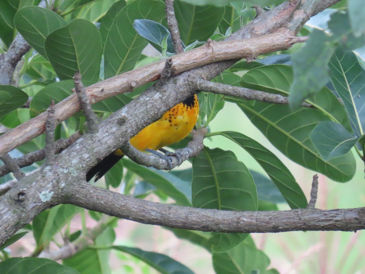 Spot-breasted Oriole - ML622057400