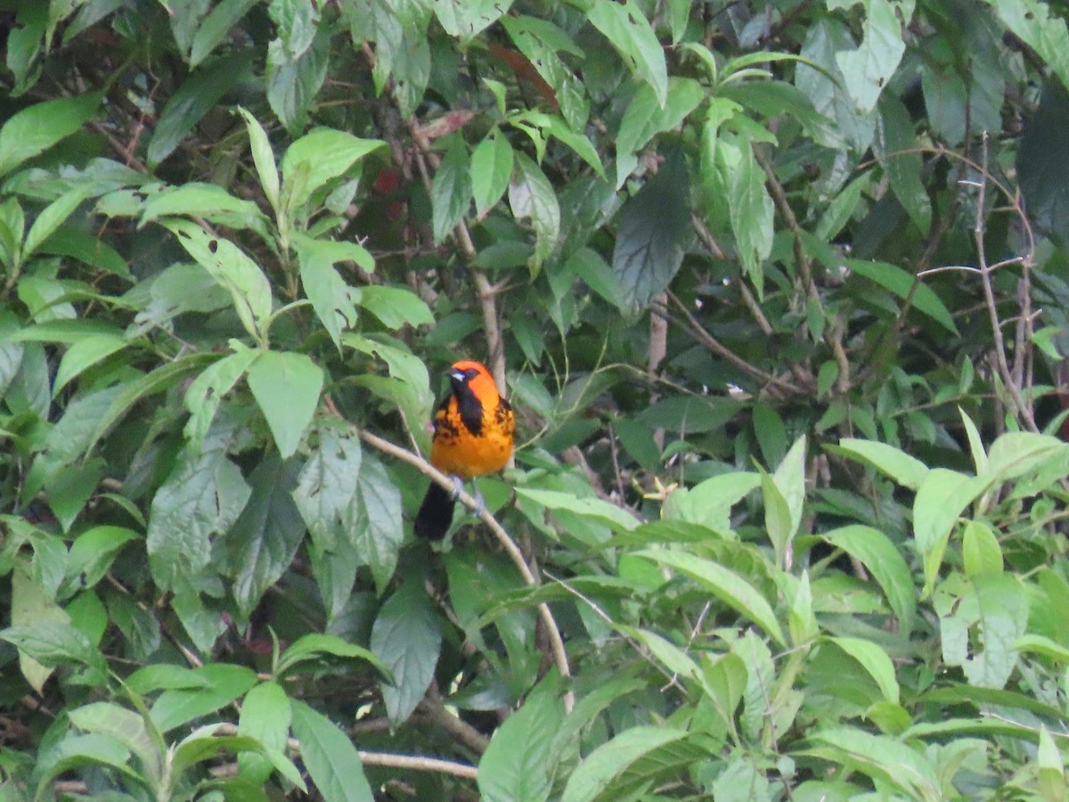 Spot-breasted Oriole - ML622057401