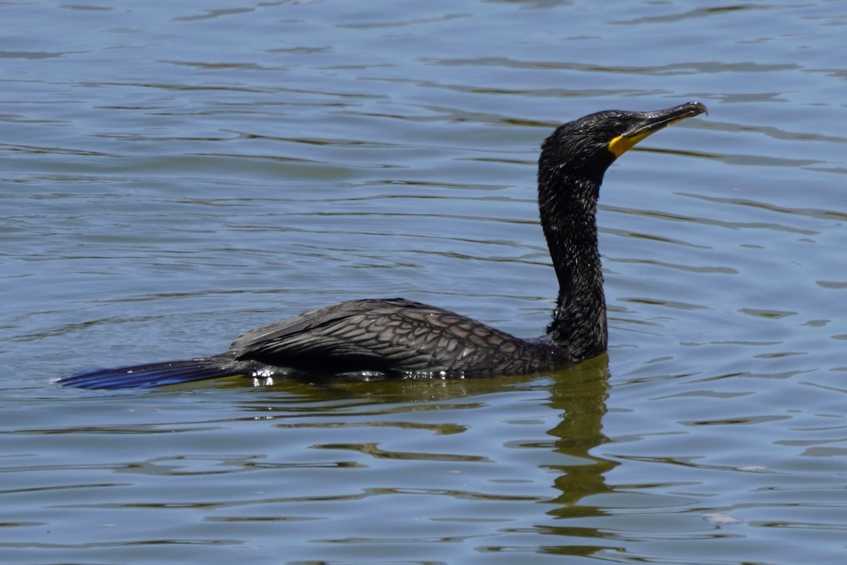 Double-crested Cormorant - ML622057406