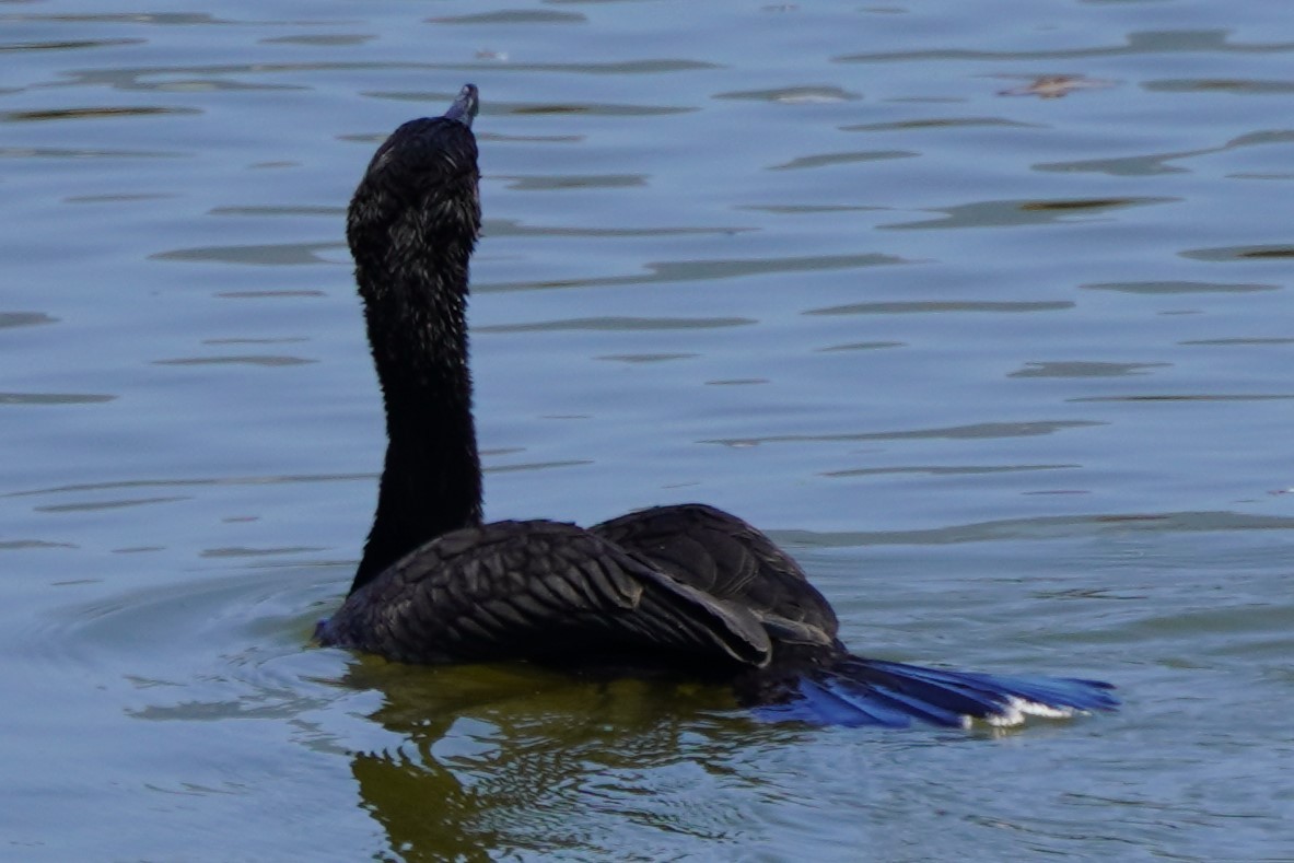 Double-crested Cormorant - ML622057408