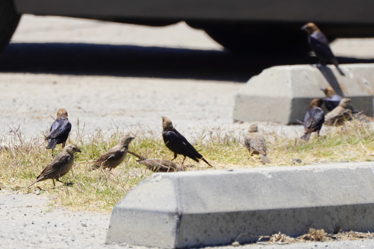 Brown-headed Cowbird - ML622057409