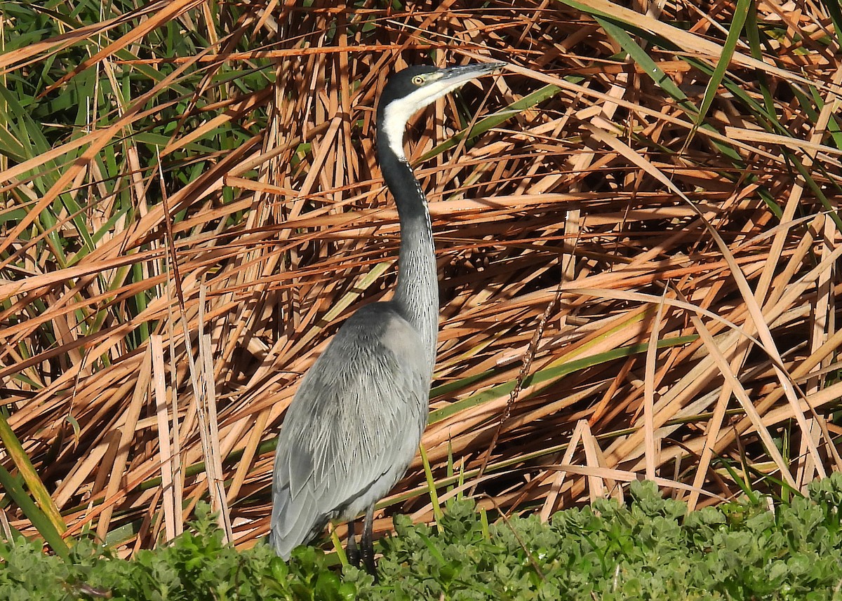 Black-headed Heron - ML622057418