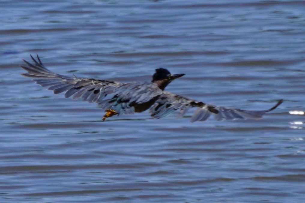 Green Heron - ML622057419