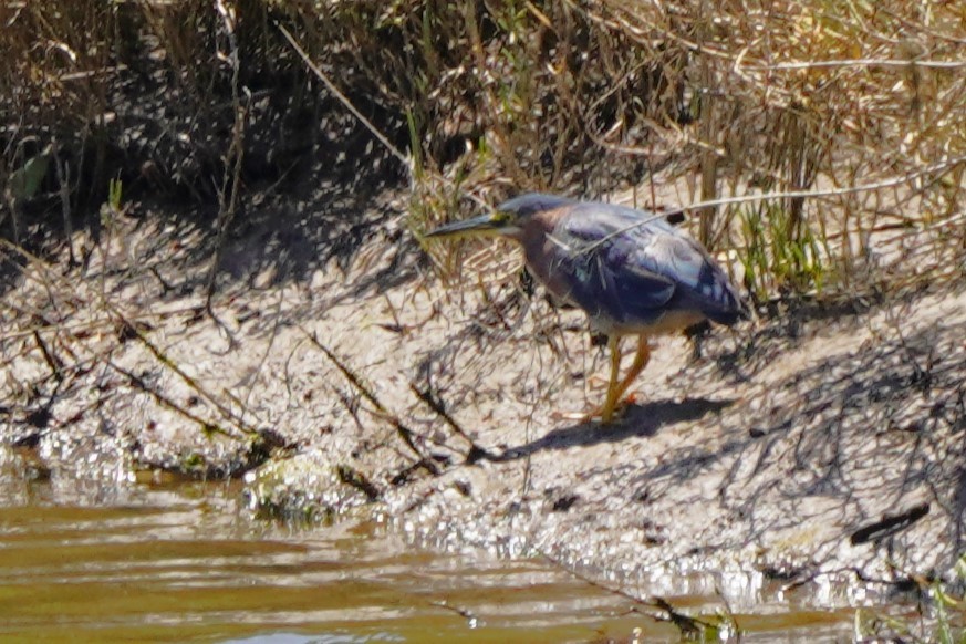 Green Heron - ML622057421