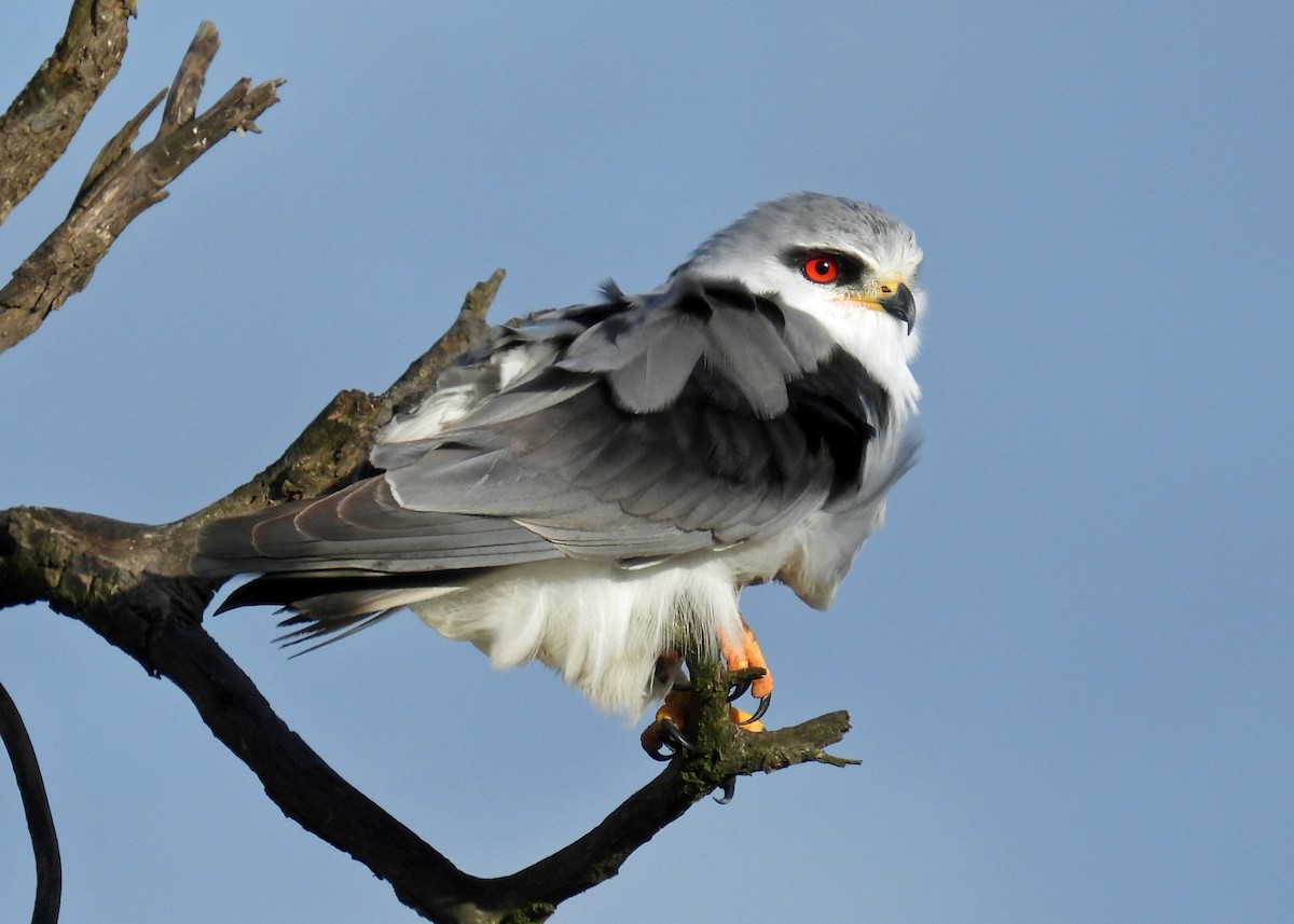 Black-winged Kite - ML622057425