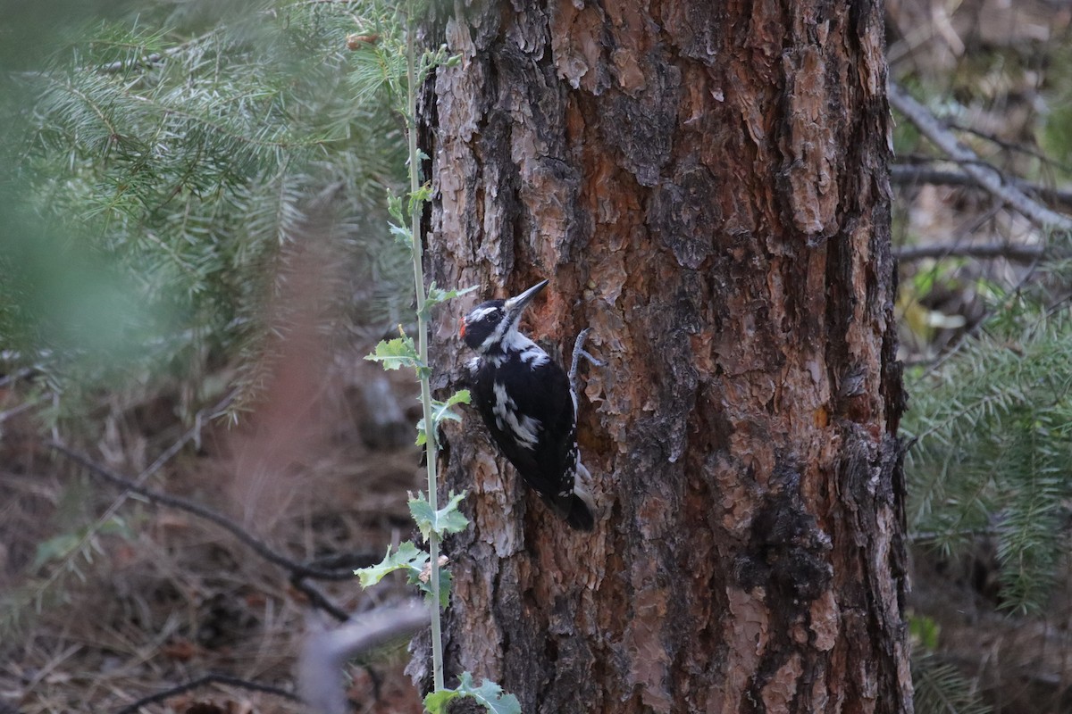 Hairy Woodpecker - ML622057426