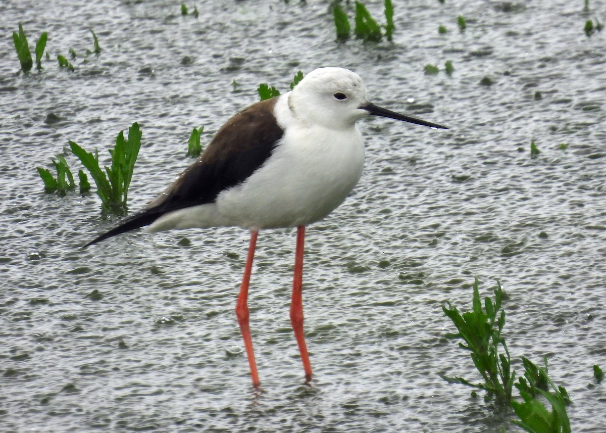 Black-winged Stilt - ML622057428