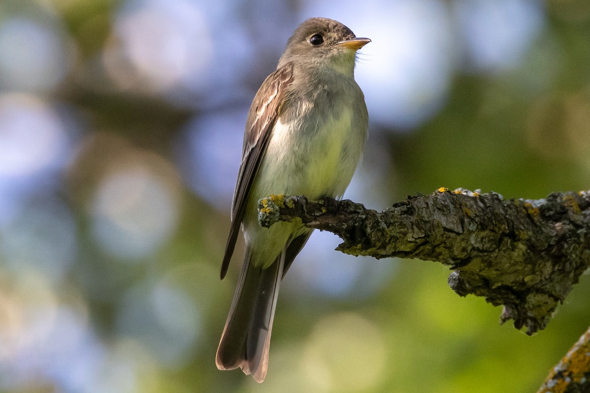 Eastern Wood-Pewee - ML622057430