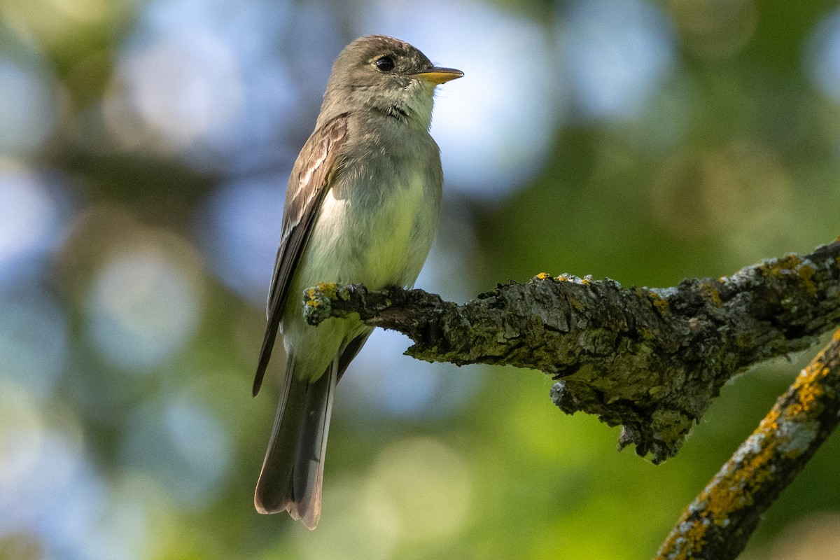 Eastern Wood-Pewee - ML622057431