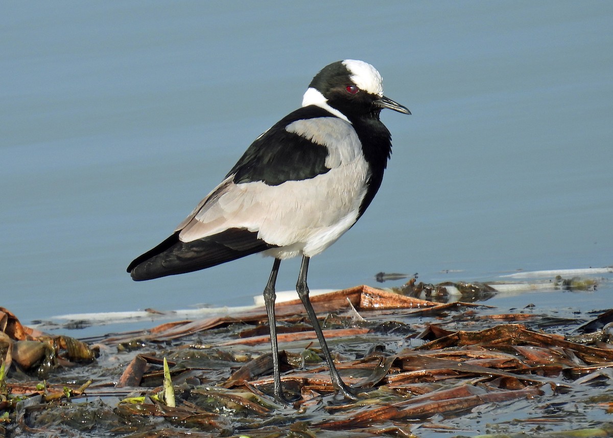 Blacksmith Lapwing - ML622057432