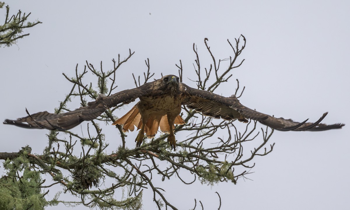 Red-tailed Hawk - ML622057433