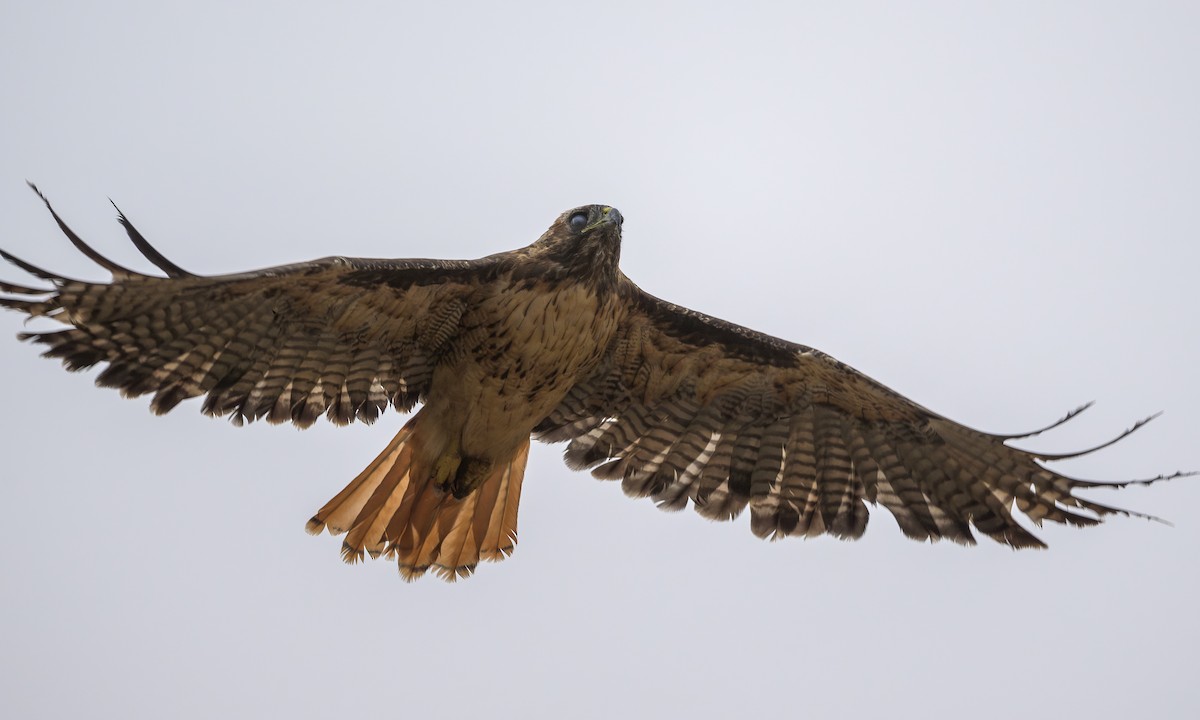 Red-tailed Hawk - ML622057434