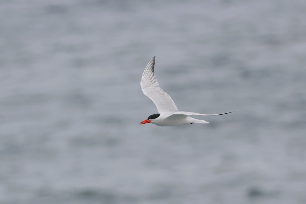 Caspian Tern - ML622057435