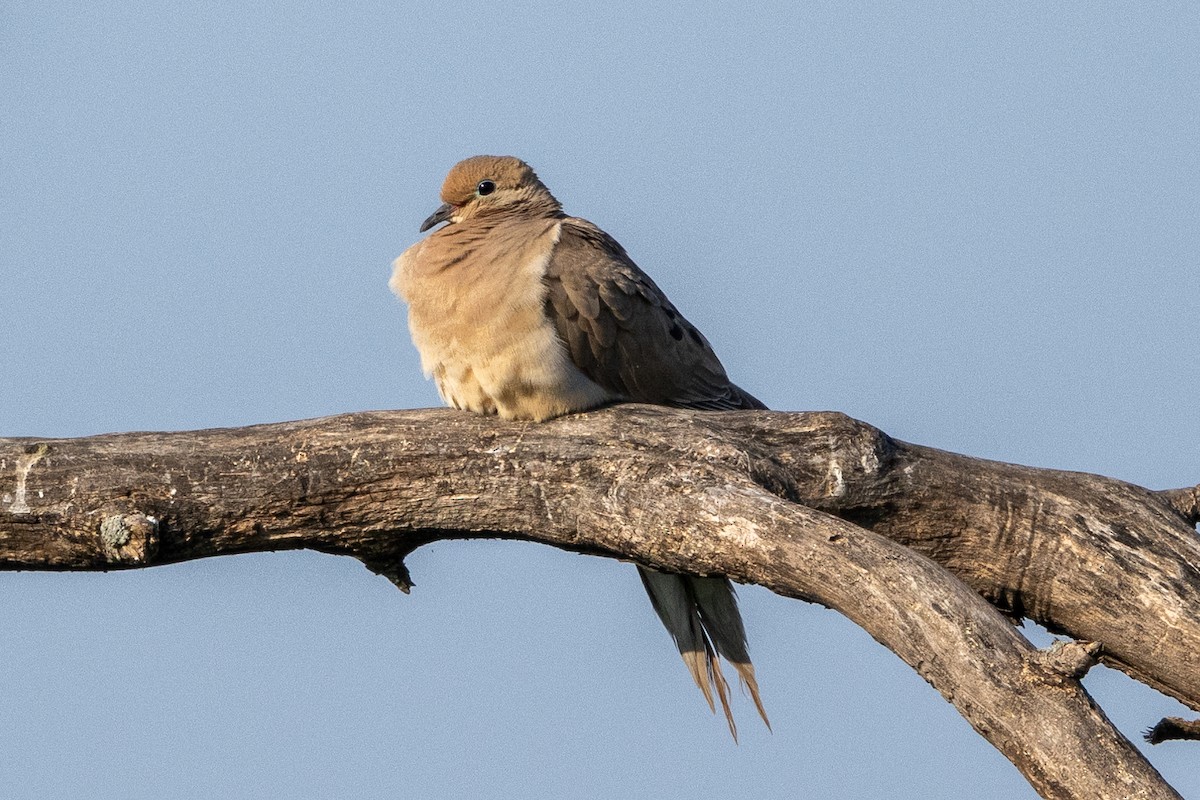 Mourning Dove - ML622057436