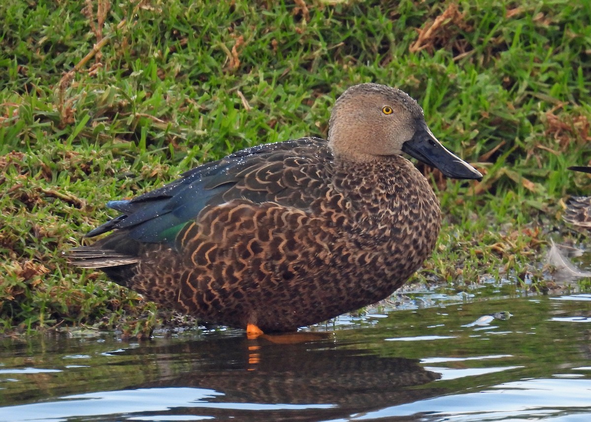 Cape Shoveler - ML622057437