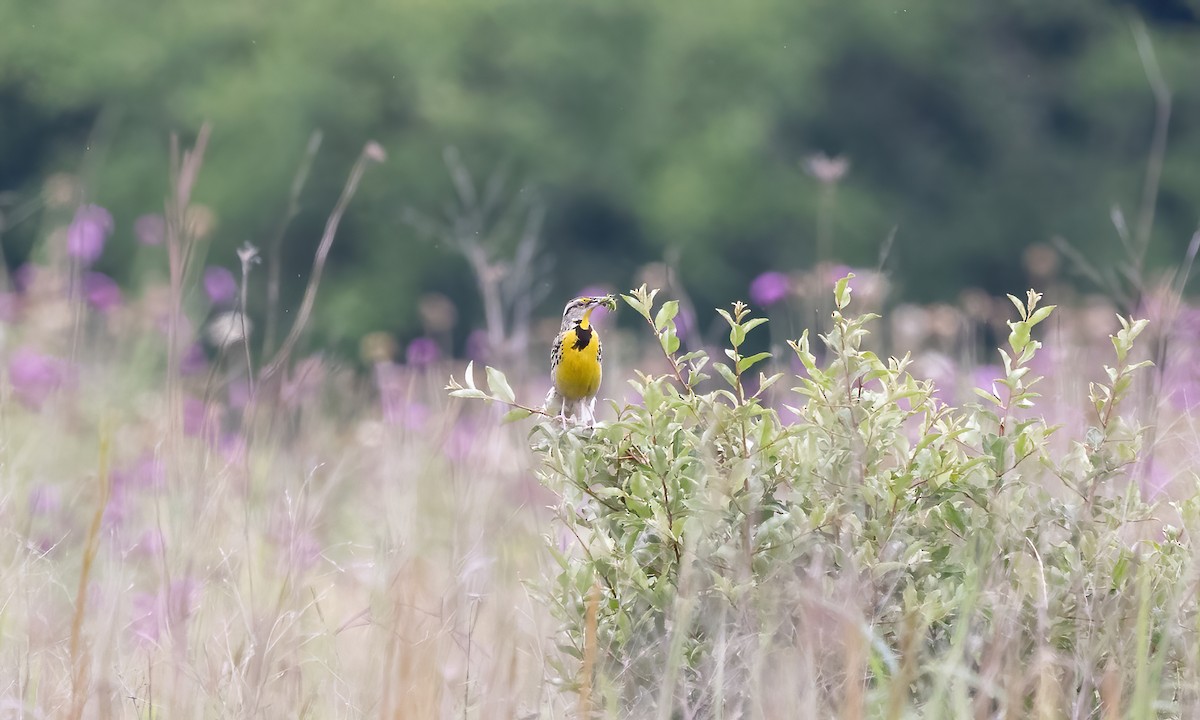 Eastern Meadowlark - ML622057438