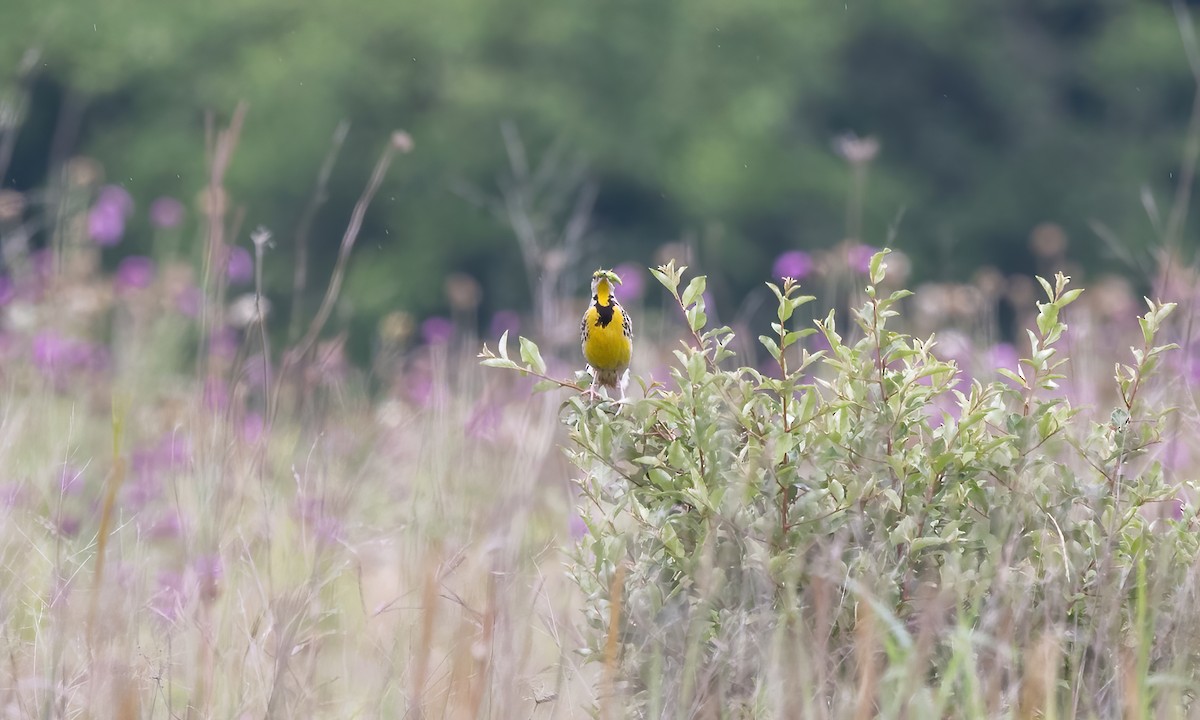 Eastern Meadowlark - ML622057439