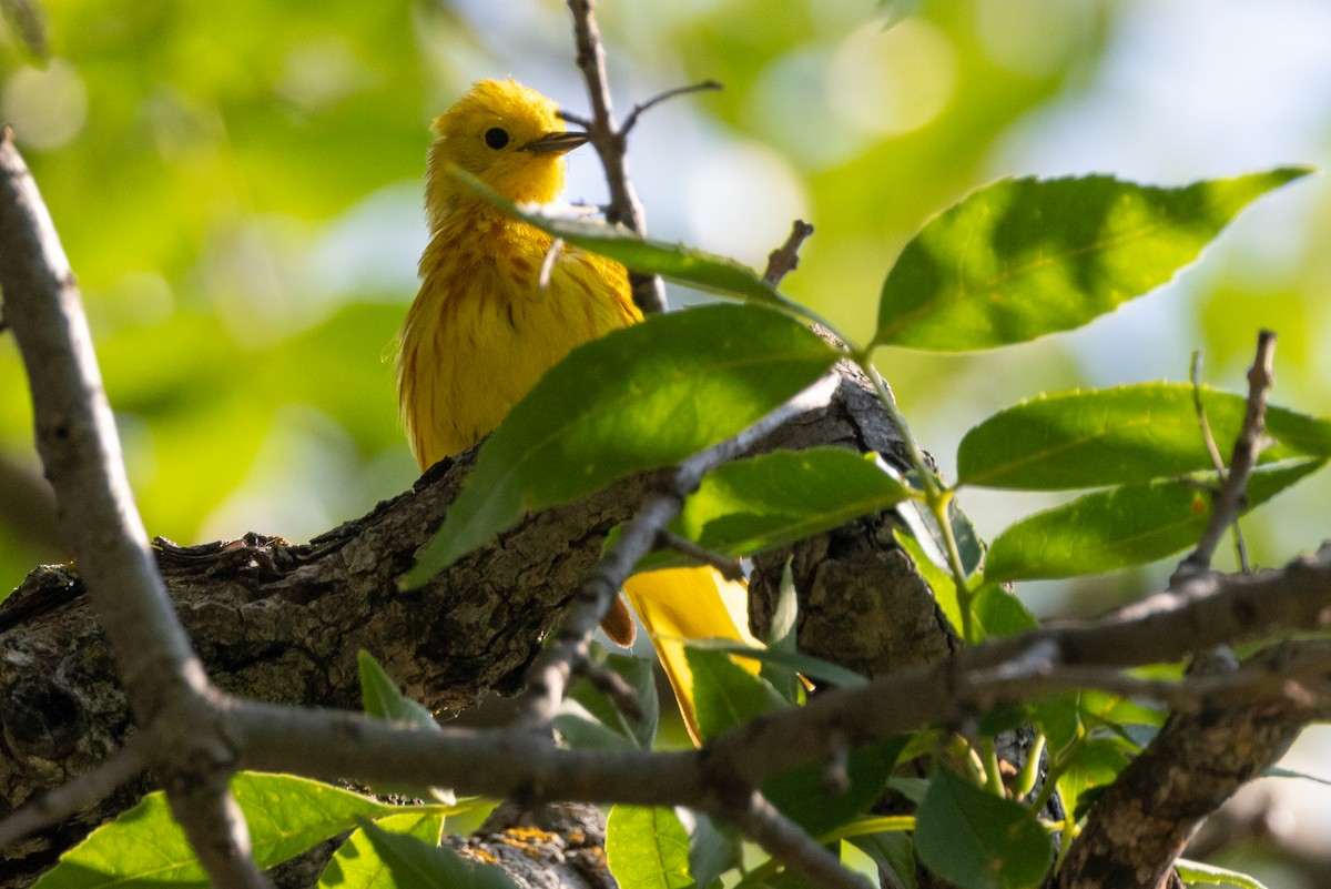 Yellow Warbler - ML622057441