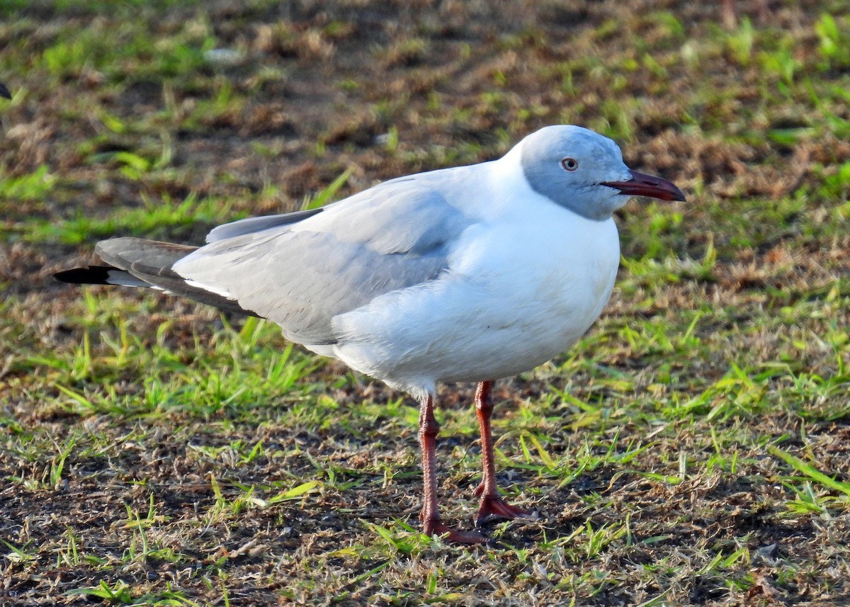 Gray-hooded Gull - ML622057443