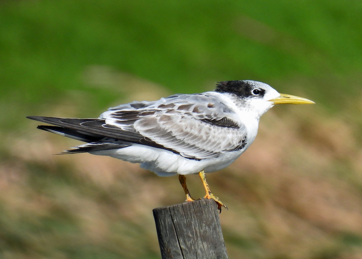Great Crested Tern - ML622057444