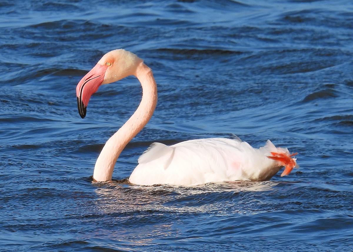 Greater Flamingo - ML622057445