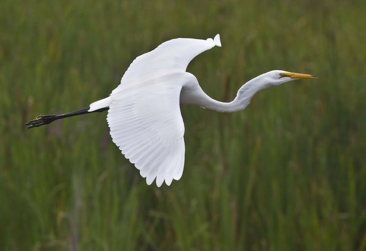 Great Egret - Tom Devecseri