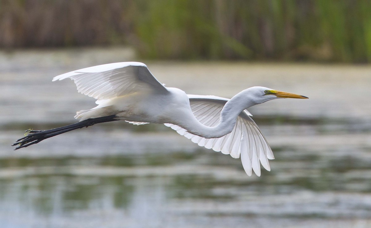 Great Egret - ML622057447