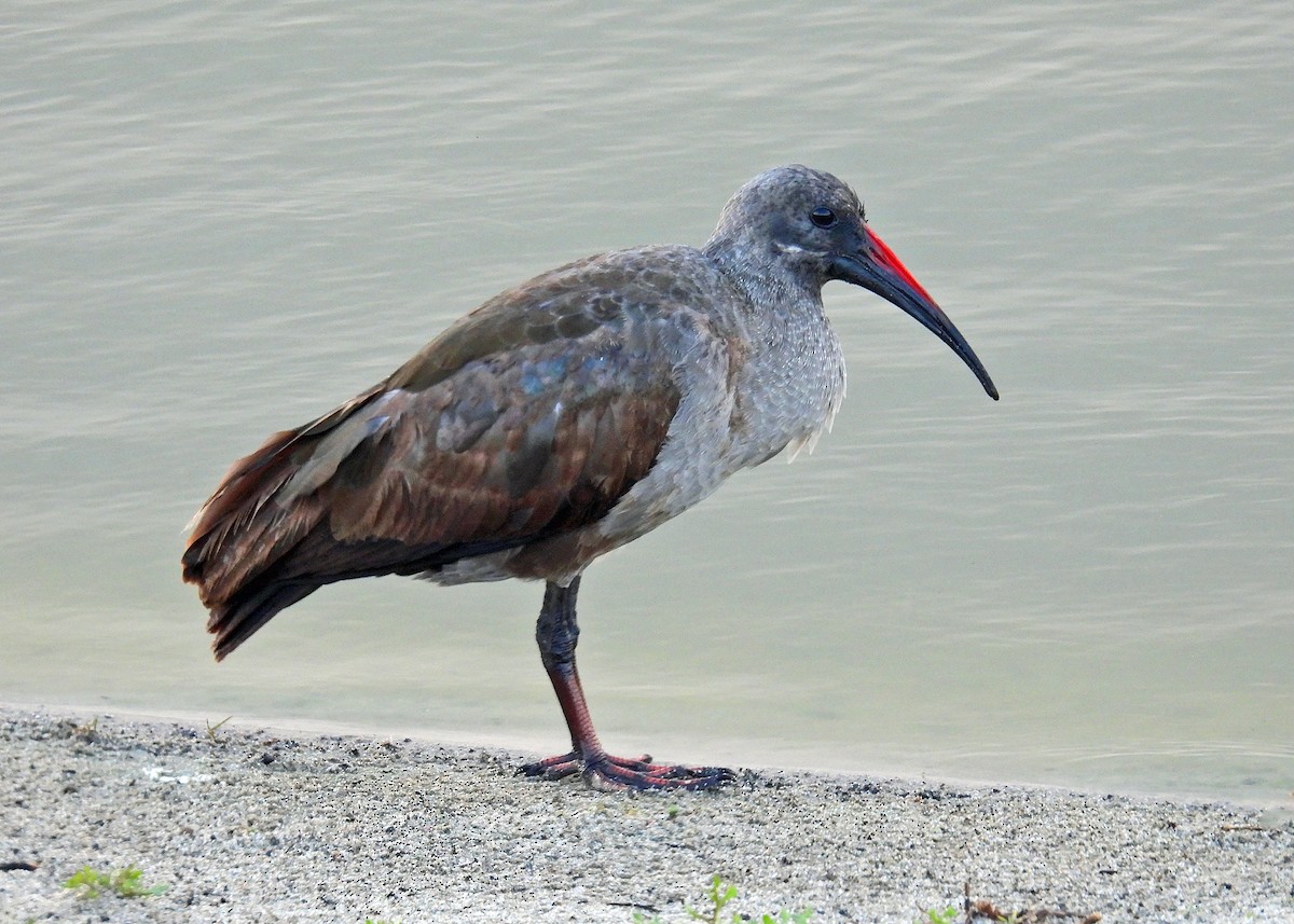 Hadada Ibis - ML622057449