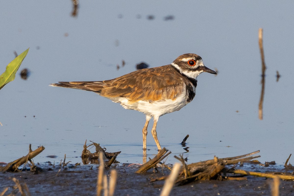 Killdeer - ML622057450