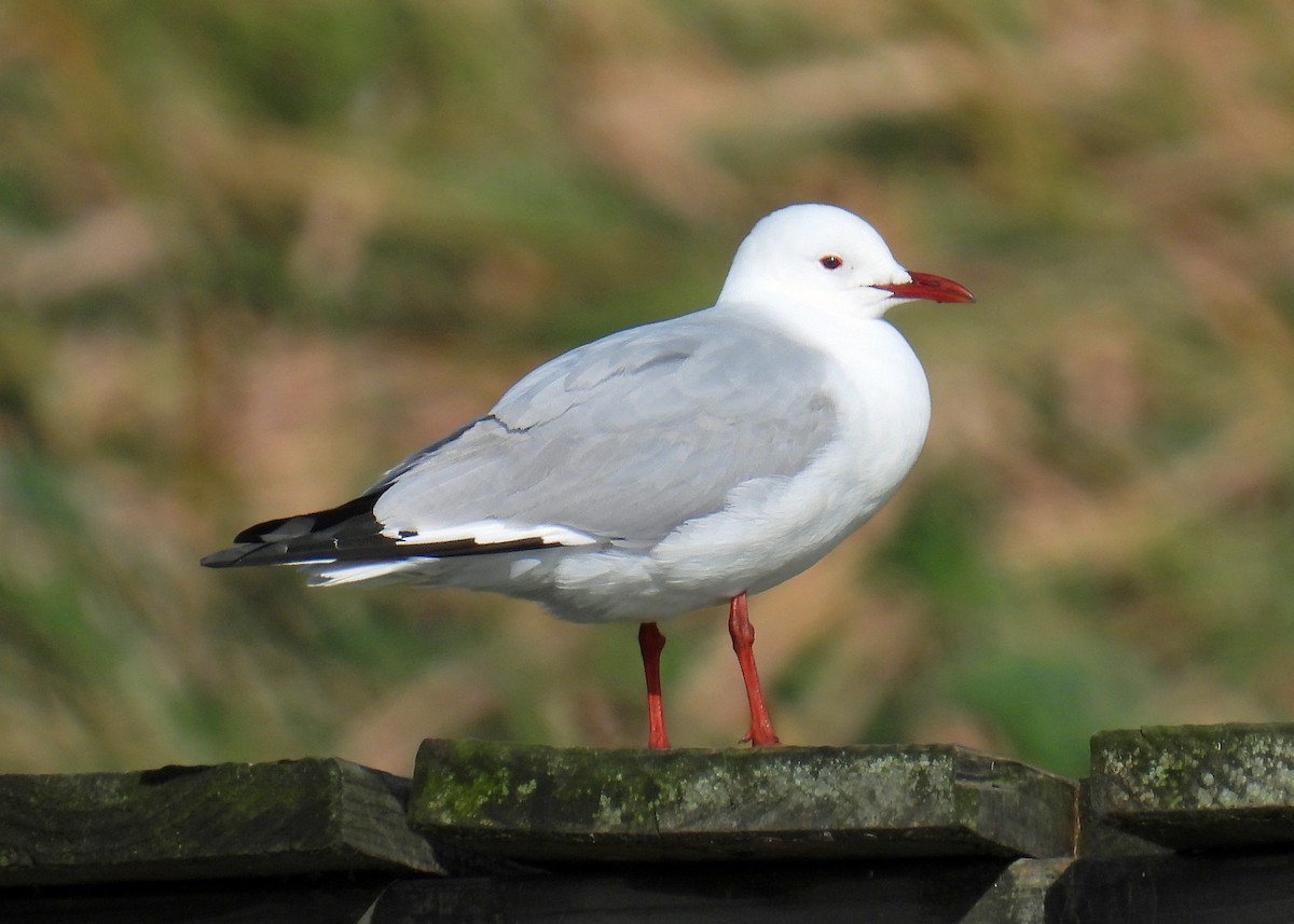 Hartlaub's Gull - Mark Thomson