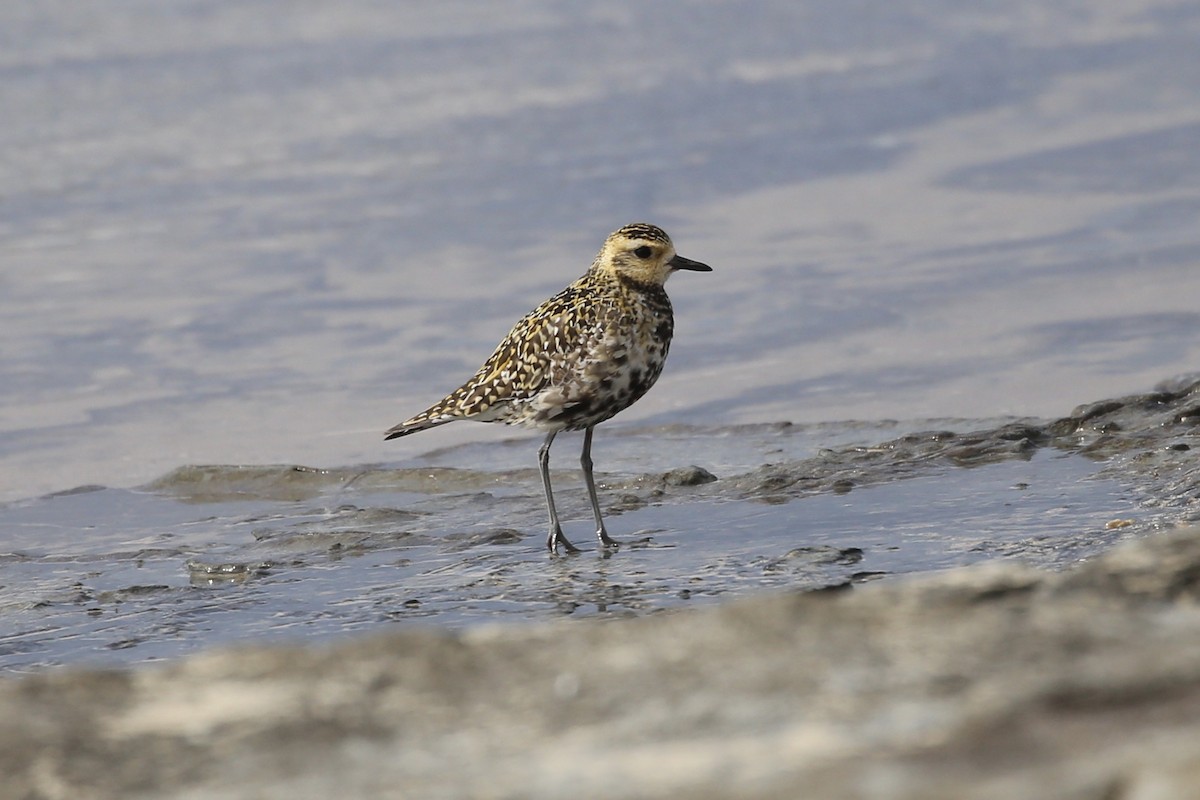 Pacific Golden-Plover - ML622057464