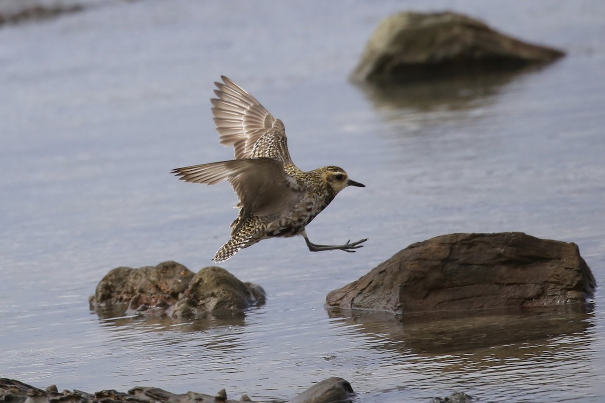 Pacific Golden-Plover - ML622057465