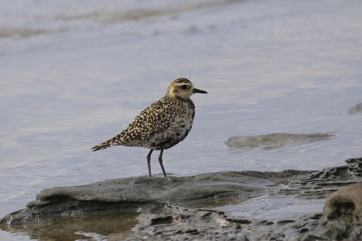 Pacific Golden-Plover - ML622057466