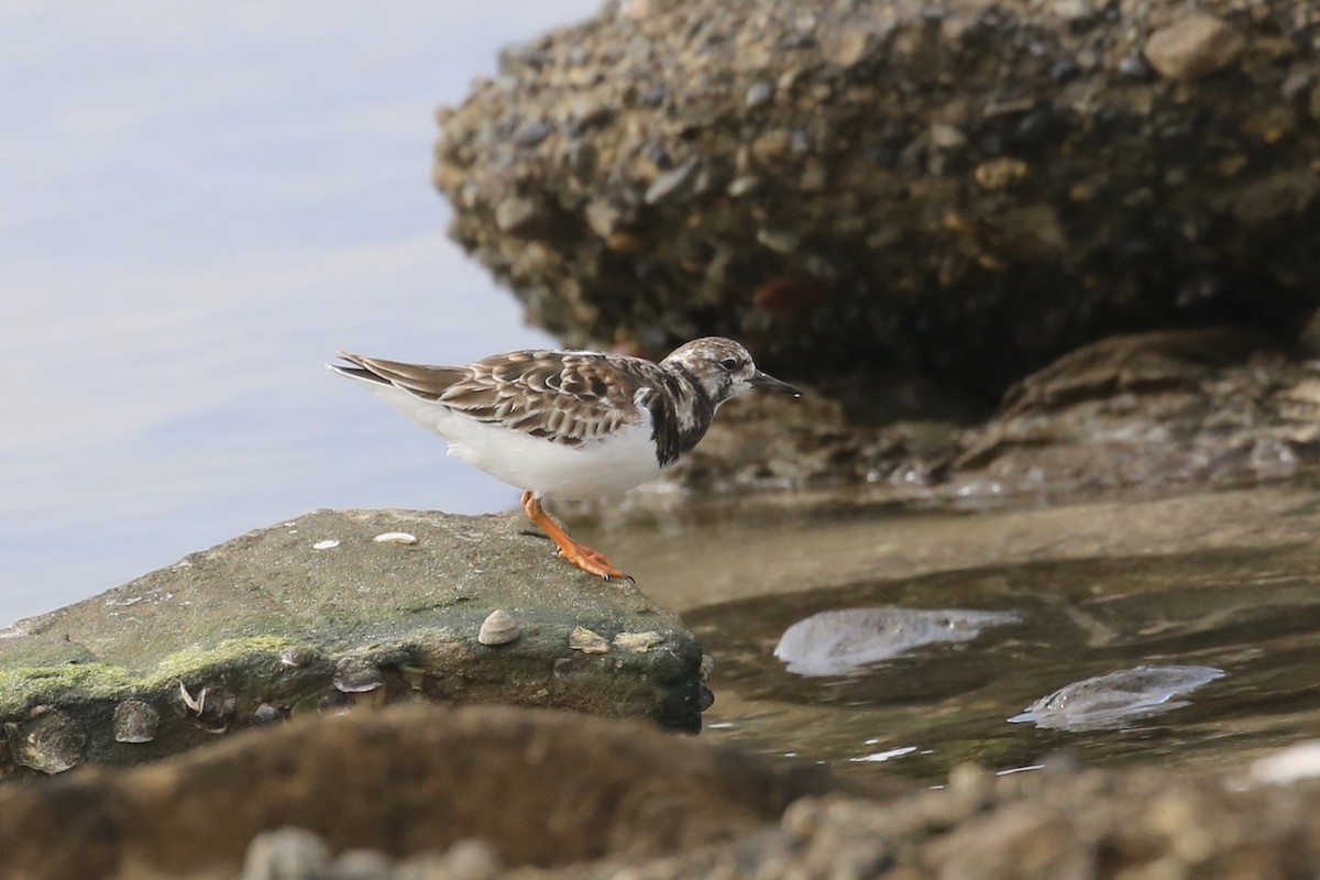 Ruddy Turnstone - ML622057469