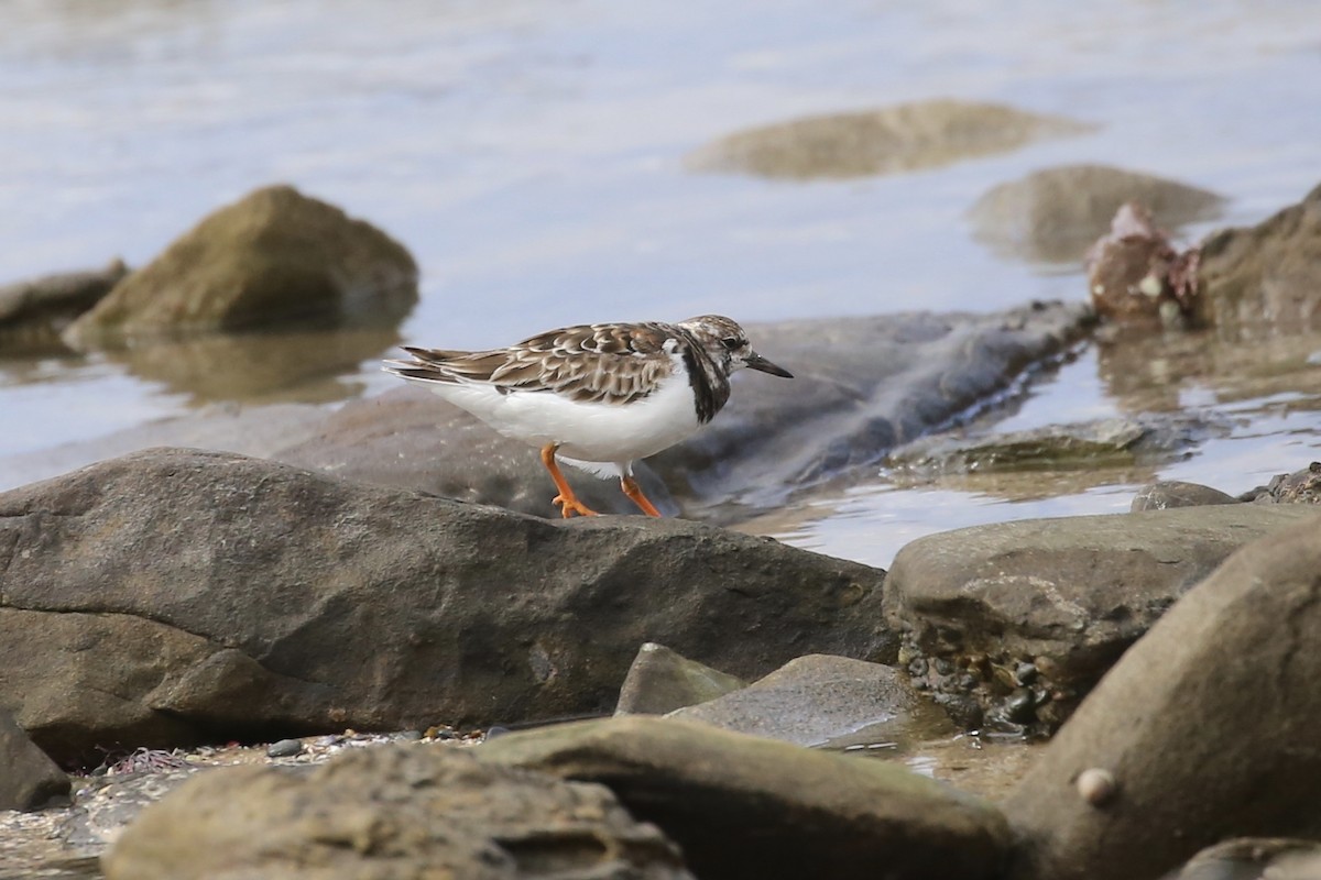 Ruddy Turnstone - ML622057470