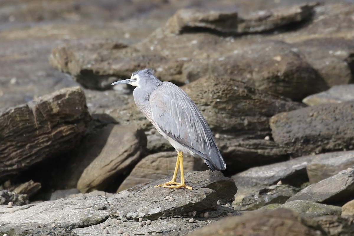 White-faced Heron - Jim Stone