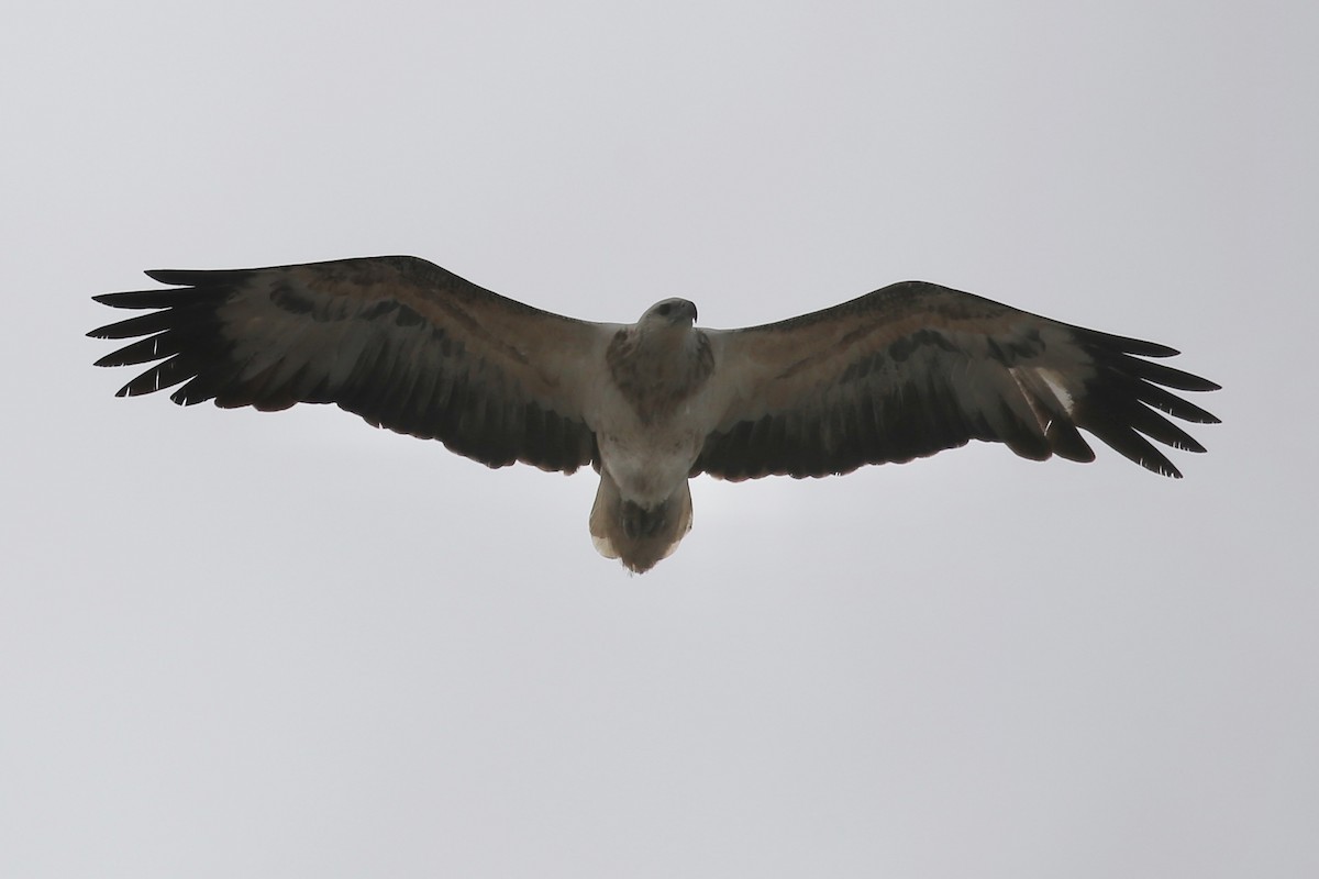 White-bellied Sea-Eagle - Jim Stone