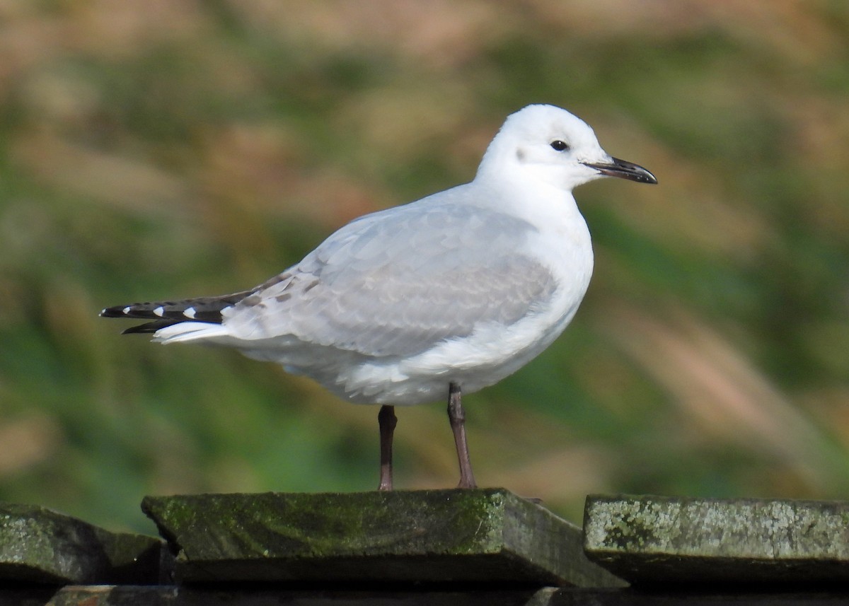 Mouette de Hartlaub - ML622057496