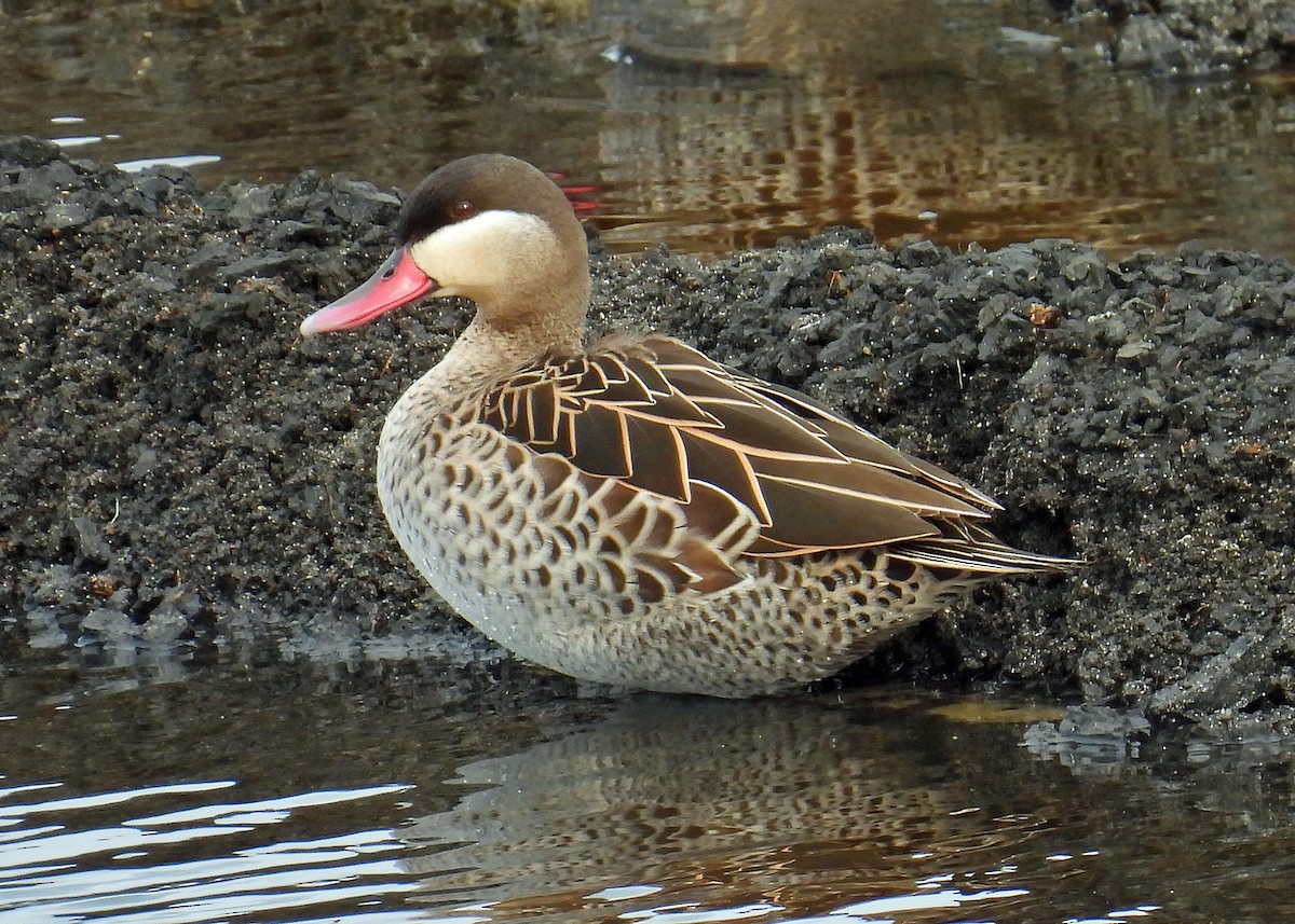 Canard à bec rouge - ML622057499