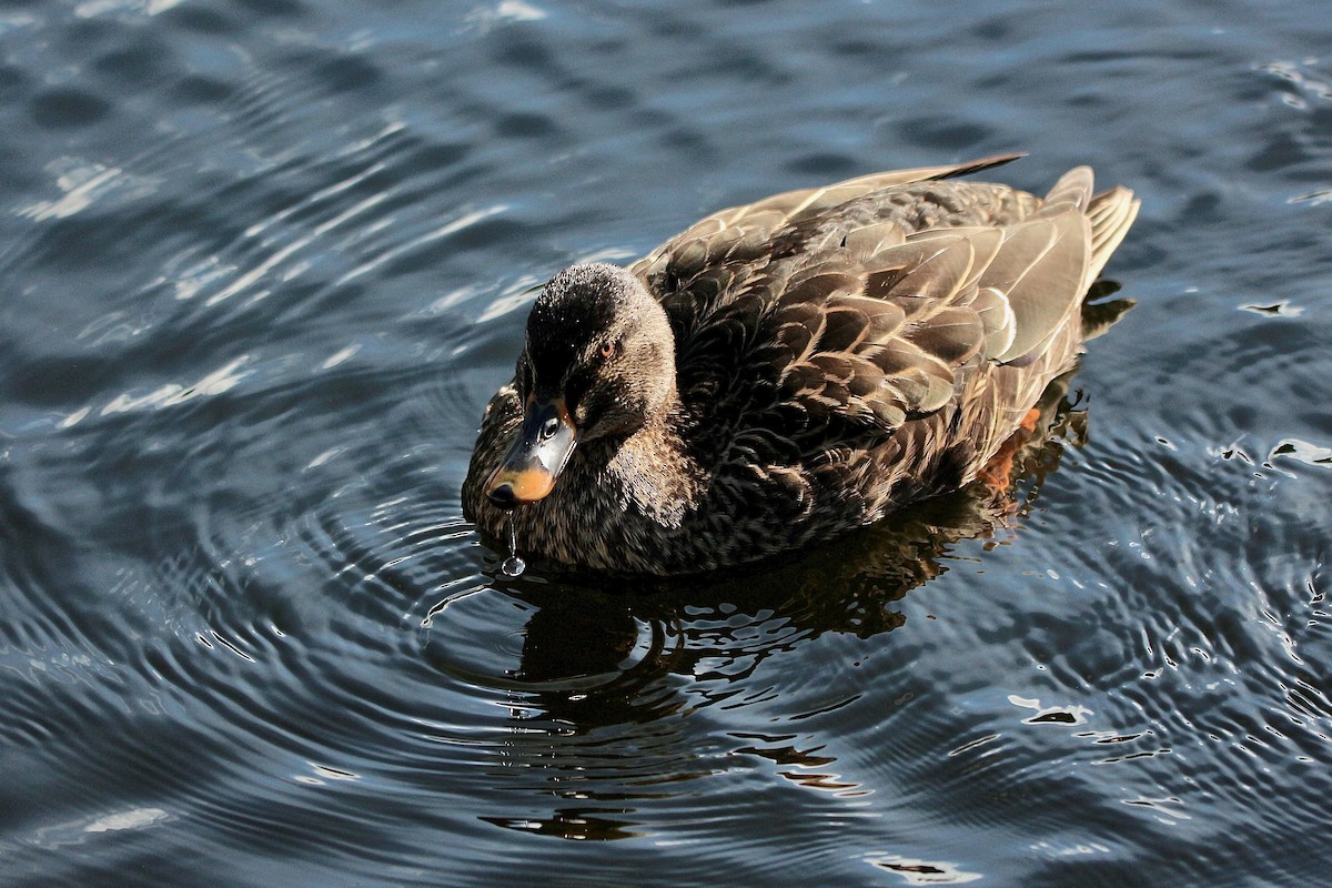 Hybride Canard colvert x C. à sourcils - ML622057501