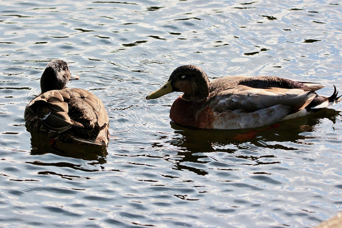 Hybride Canard colvert x C. à sourcils - ML622057502