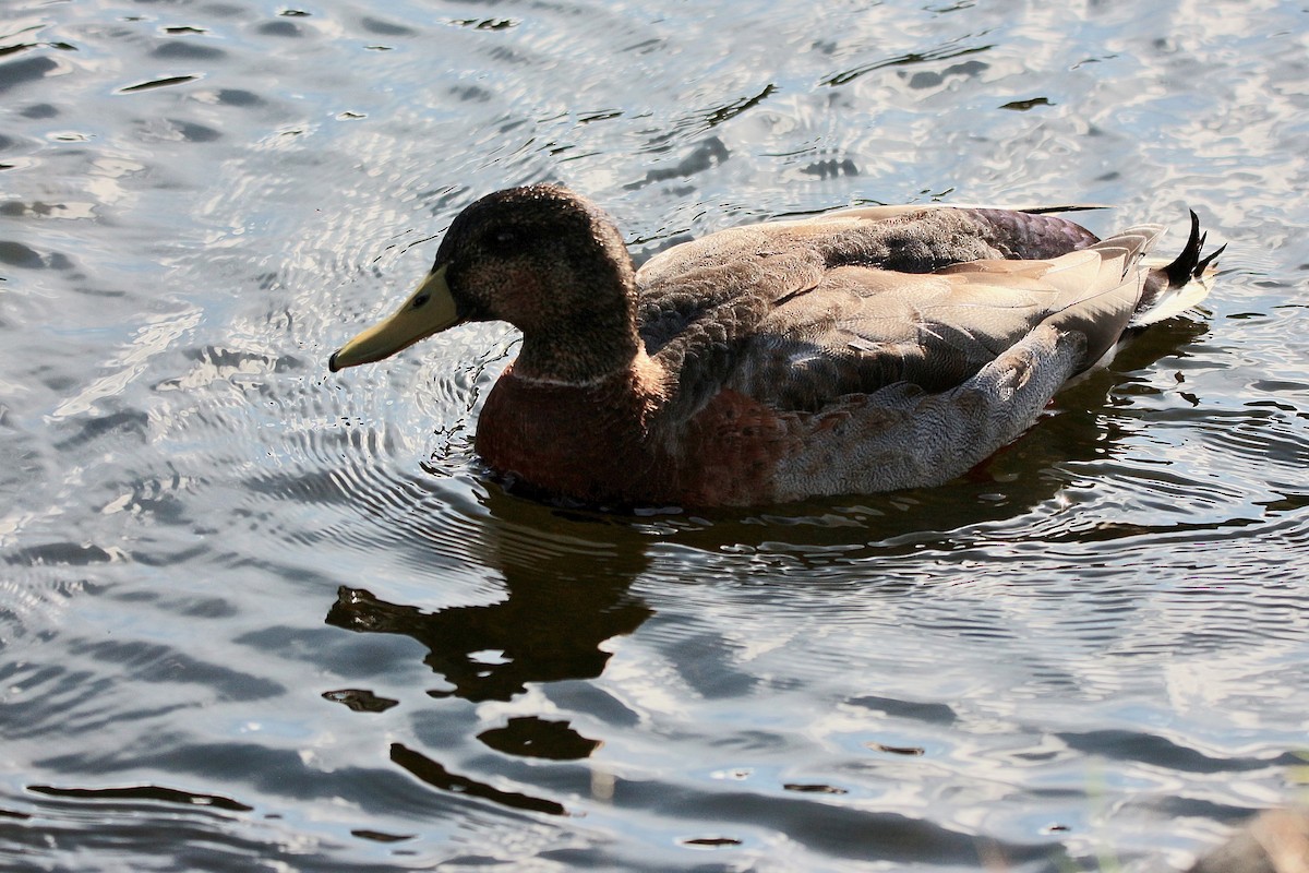 Hybride Canard colvert x C. à sourcils - ML622057503