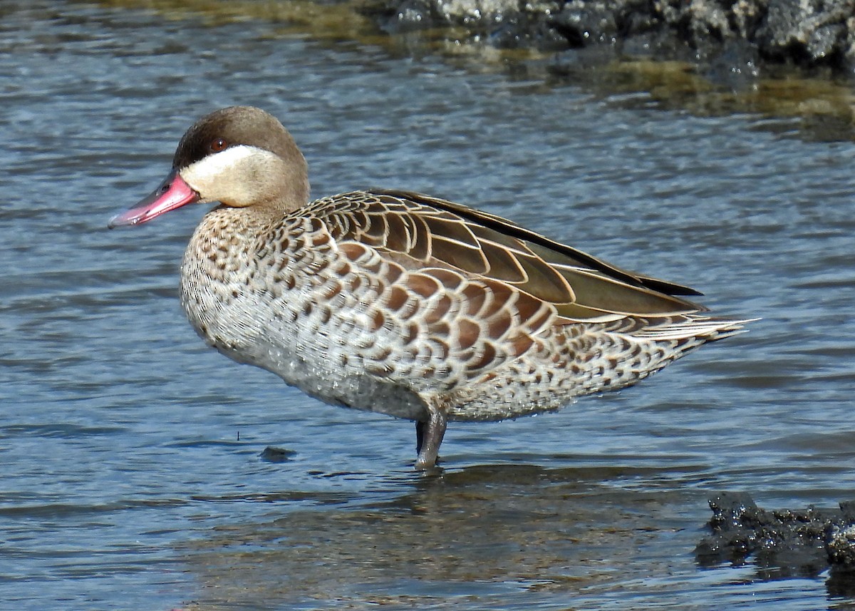 Canard à bec rouge - ML622057507