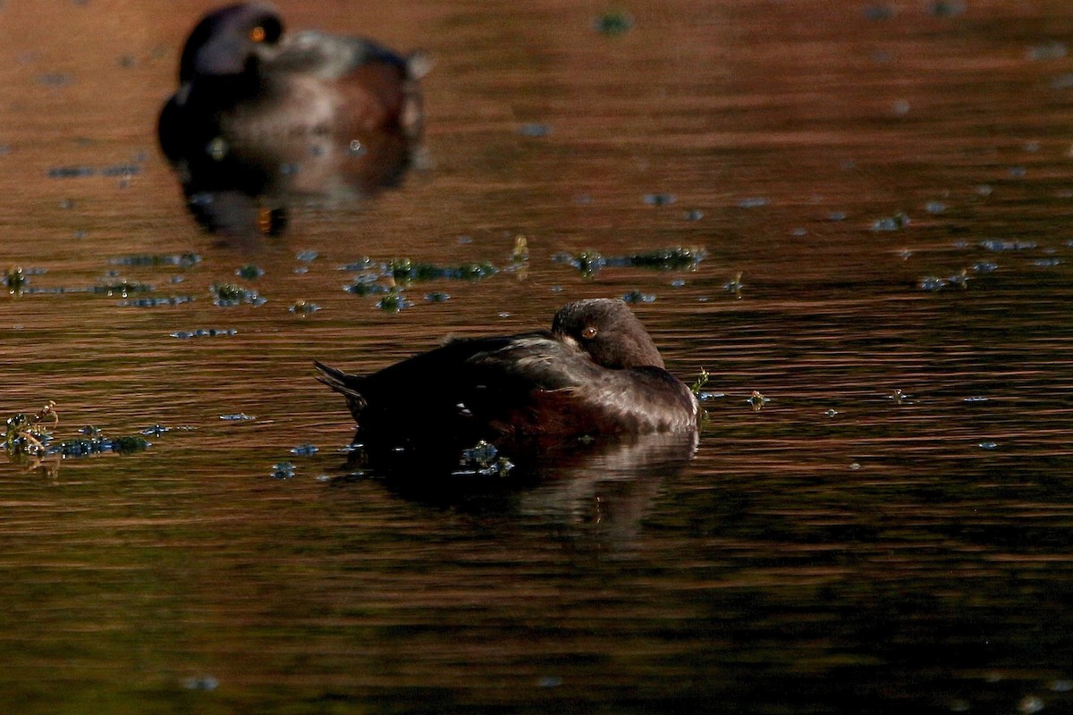 New Zealand Scaup - Pauline and Ray Priest