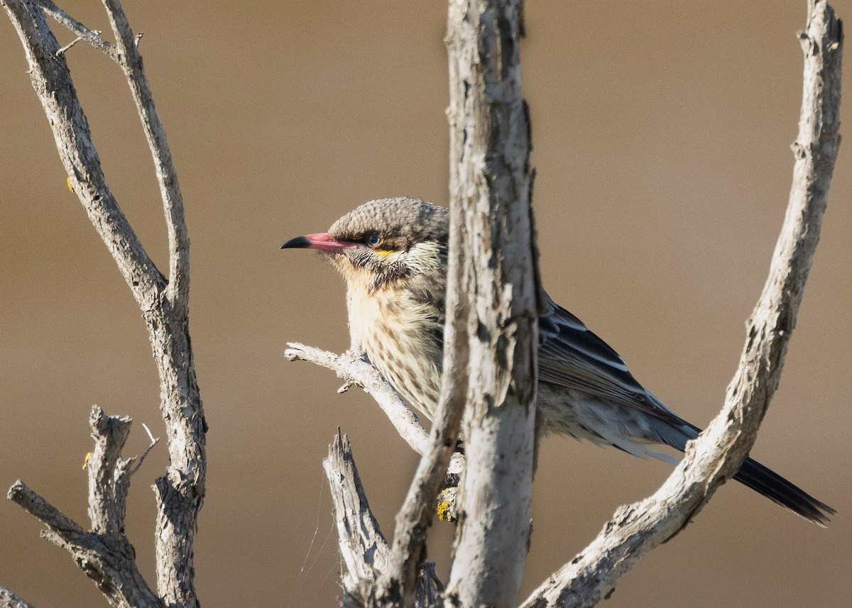 Spiny-cheeked Honeyeater - ML622057517