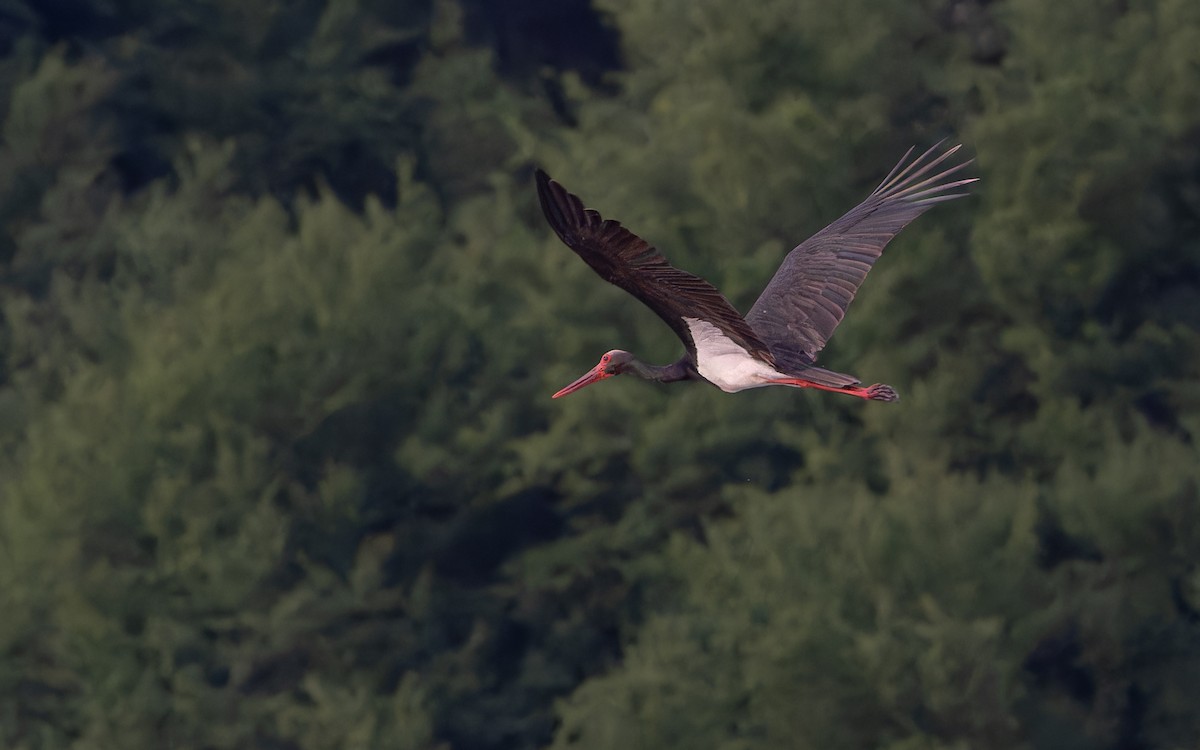 Black Stork - ML622057528