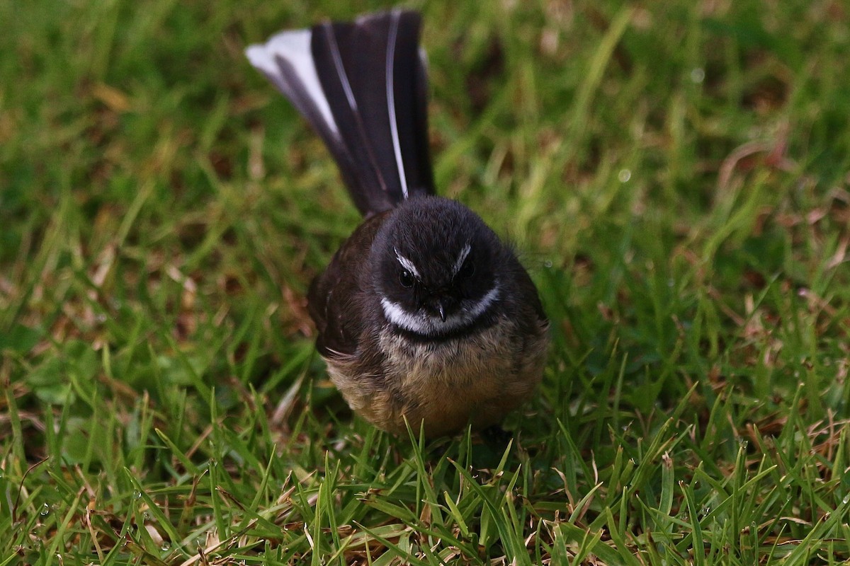 New Zealand Fantail - ML622057531