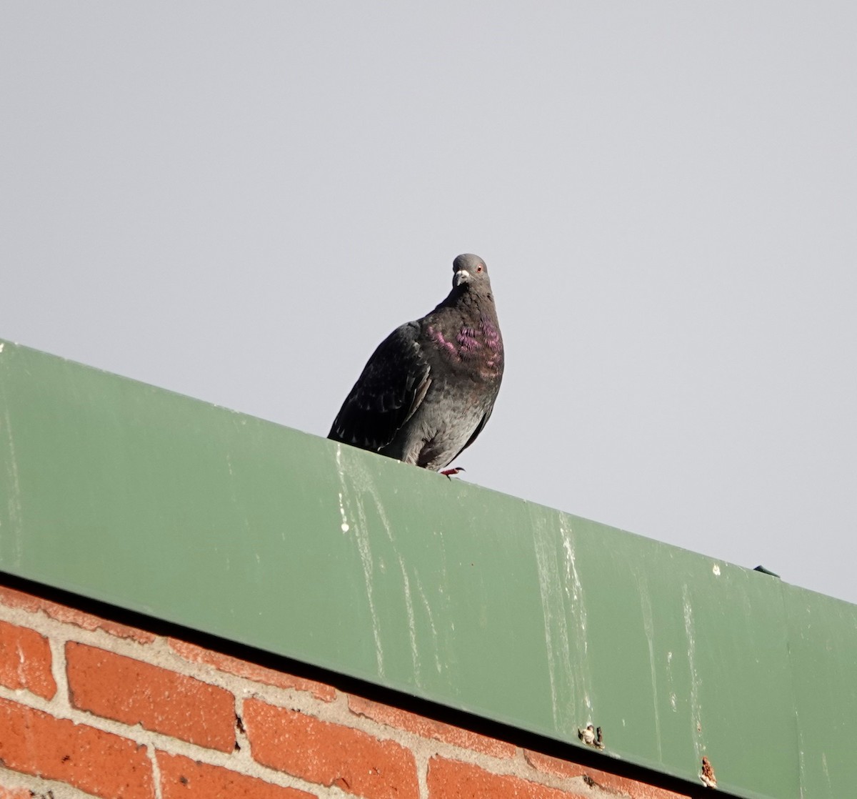 Rock Pigeon (Feral Pigeon) - ML622057532