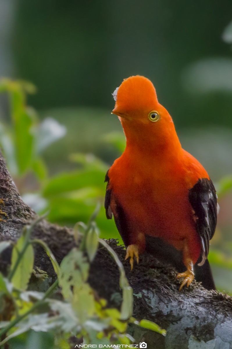 Andean Cock-of-the-rock - ML622057533